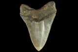 Serrated, Fossil Megalodon Tooth - North Carolina #109679-2